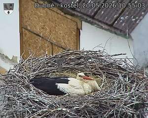 Capi_Dubne_20260520_105503.jpg (1350&nbsp;x&nbsp;1080)