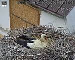 Capi_Dubne_20260520_112503.jpg