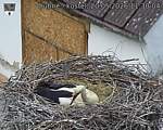 Capi_Dubne_20260520_113004.jpg