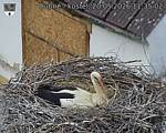 Capi_Dubne_20260520_113502.jpg