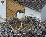 Capi_Dubne_20260520_120003.jpg