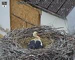 Capi_Dubne_20260520_123502.jpg
