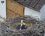 Capi_Dubne_20260520_124503.jpg