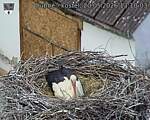 Capi_Dubne_20260520_131003.jpg