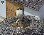 Capi_Dubne_20260520_131504.jpg