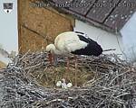 Capi_Dubne_20260520_134003.jpg