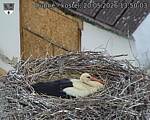 Capi_Dubne_20260520_135003.jpg