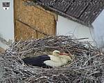 Capi_Dubne_20260520_135503.jpg