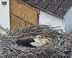 Capi_Dubne_20260520_140003.jpg