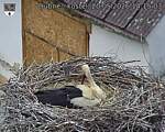 Capi_Dubne_20260520_141503.jpg
