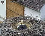 Capi_Dubne_20260520_142503.jpg