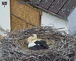 Capi_Dubne_20260520_143002.jpg