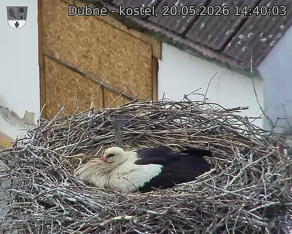 Capi_Dubne_20260520_144003.jpg (1350&nbsp;x&nbsp;1080)