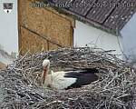 Capi_Dubne_20260520_145004.jpg