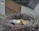 Capi_Dubne_20260520_170504.jpg
