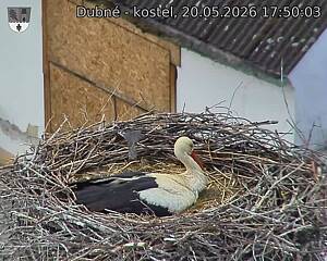 Capi_Dubne_20260520_175003.jpg (1350&nbsp;x&nbsp;1080)