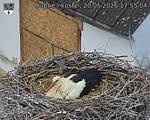 Capi_Dubne_20260520_175504.jpg
