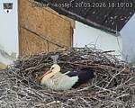 Capi_Dubne_20260520_181003.jpg