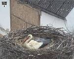 Capi_Dubne_20260520_182003.jpg