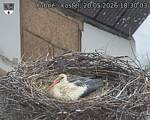 Capi_Dubne_20260520_183003.jpg