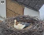 Capi_Dubne_20260520_184003.jpg