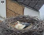 Capi_Dubne_20260520_184502.jpg