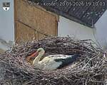 Capi_Dubne_20260520_191003.jpg