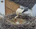 Capi_Dubne_20260520_192003.jpg