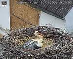 Capi_Dubne_20260520_192503.jpg