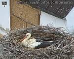 Capi_Dubne_20260520_200004.jpg