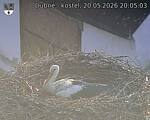 Capi_Dubne_20260520_200503.jpg