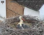 Capi_Dubne_20260520_203503.jpg