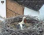 Capi_Dubne_20260520_205003.jpg
