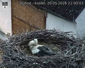 Capi_Dubne_20260520_210003.jpg (1350&nbsp;x&nbsp;1080)