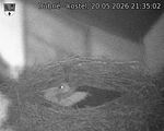 Capi_Dubne_20260520_213502.jpg