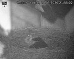 Capi_Dubne_20260520_215502.jpg