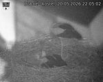 Capi_Dubne_20260520_220502.jpg