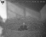Capi_Dubne_20260520_223503.jpg