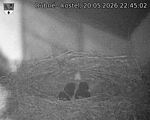 Capi_Dubne_20260520_224502.jpg
