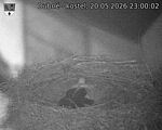 Capi_Dubne_20260520_230002.jpg