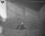 Capi_Dubne_20260520_231503.jpg