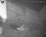 Capi_Dubne_20260521_004003.jpg