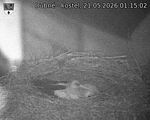 Capi_Dubne_20260521_011502.jpg