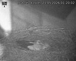 Capi_Dubne_20260521_012002.jpg