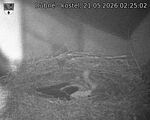 Capi_Dubne_20260521_022502.jpg