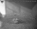 Capi_Dubne_20260521_025505.jpg