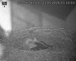 Capi_Dubne_20260521_031003.jpg