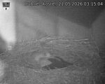 Capi_Dubne_20260521_031504.jpg
