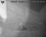 Capi_Dubne_20260521_032003.jpg
