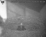 Capi_Dubne_20260521_034504.jpg